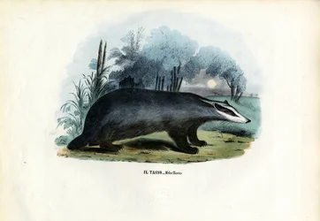 Tejón europeo, 1863-79